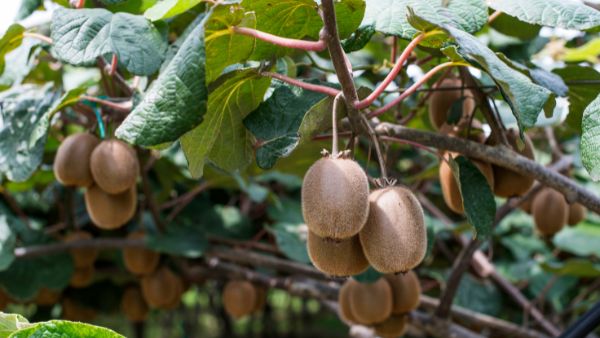 https://www.solopiante.it/tutte-le-nostre-piante/694-kiwi-actinidia-deliciosa-solissimo.html